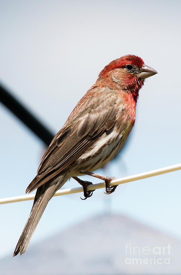 Mature Male House Finch Photograph by Rodney Cammauf