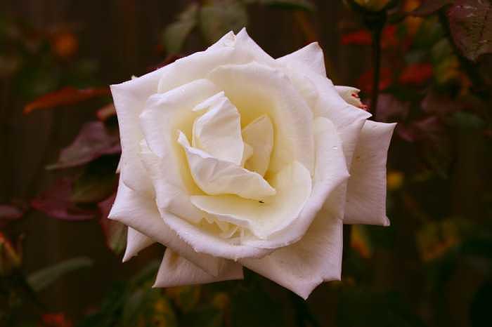 Flowers Photograph - Mature by Ofelia Arreola Flowers Photograph - Mature by Ofelia Arreola