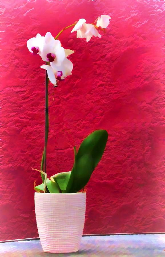 Mature Orchid on Red Wall Photograph by Lin Grosvenor