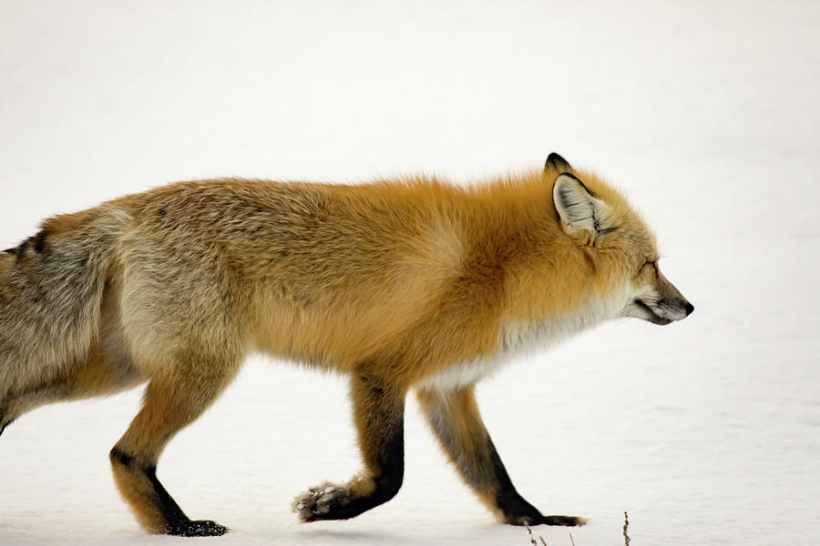 Mature red fox in snowy field in Yellowstone National Park, Wyom Photograph by Karen Foley