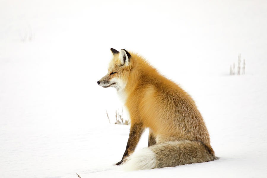 Mature red fox sitting in snowy field in Yellowstone National Park Photograph by Karen Foley