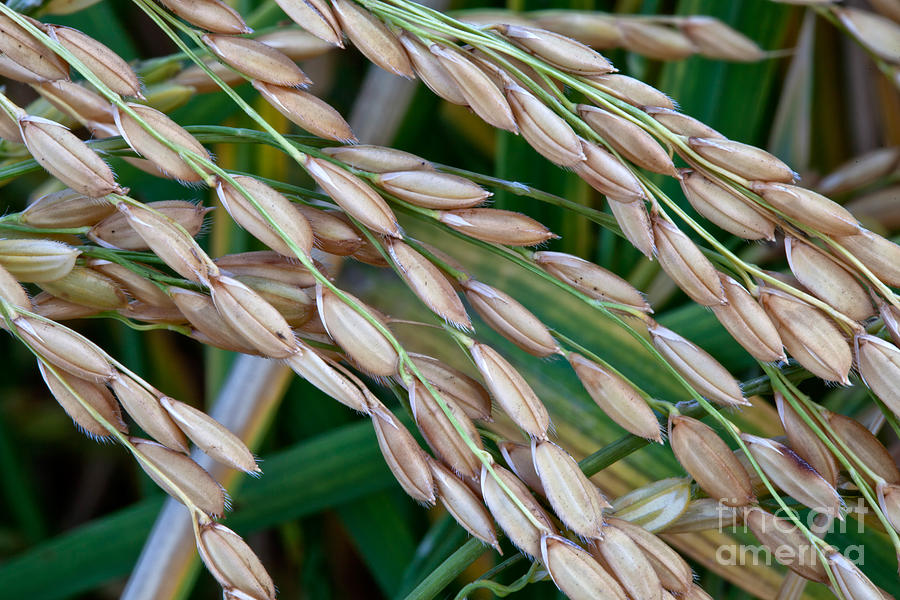 Mature White Short-grain Rice Photograph by Inga Spence