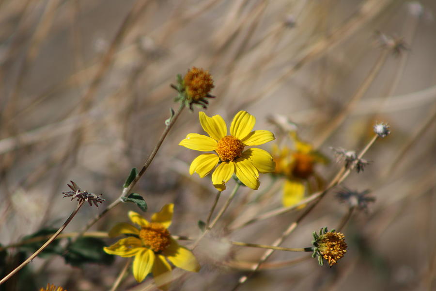 Mature Yellow Brittlebush Flowers Photograph by Colleen Cornelius