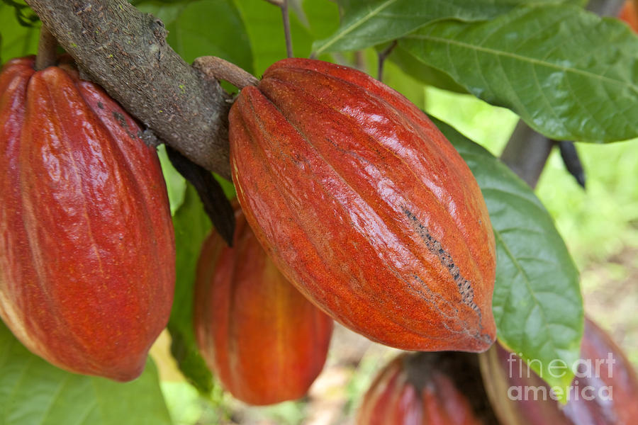 Maturing Cacao Pods Photograph by Inga Spence
