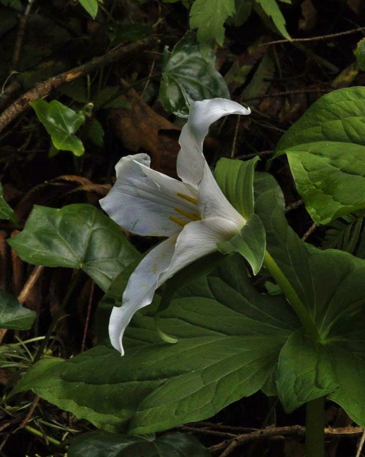 Silent Touch of the Trillium  Photograph by Charles Lucas