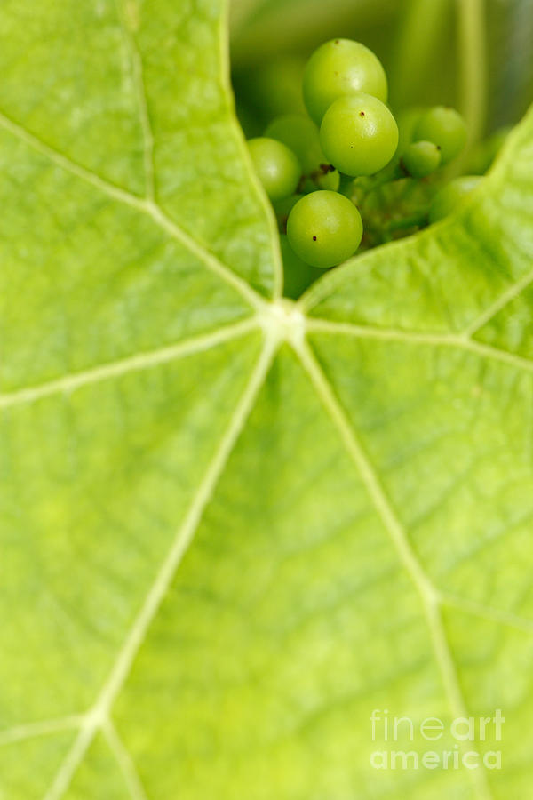 Grape Photograph - Maturing wine grapes by Gaspar Avila