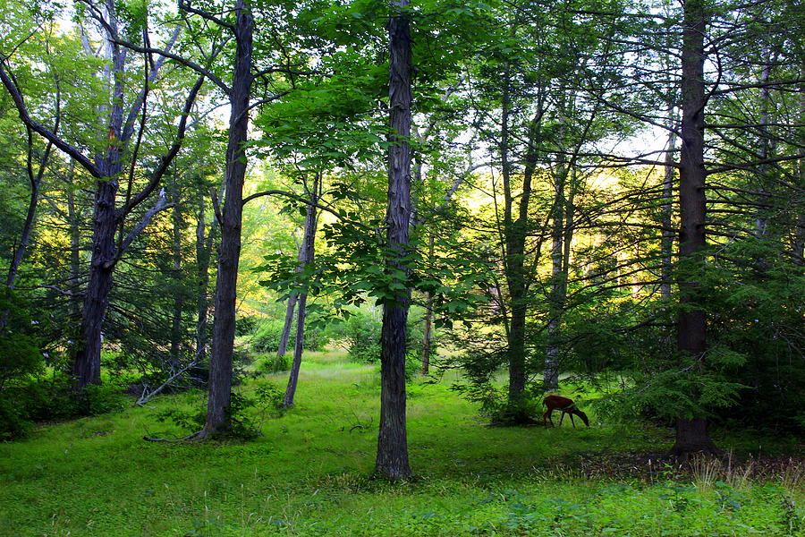 Maudslay at Dusk Photograph by Suzanne DeGeorge