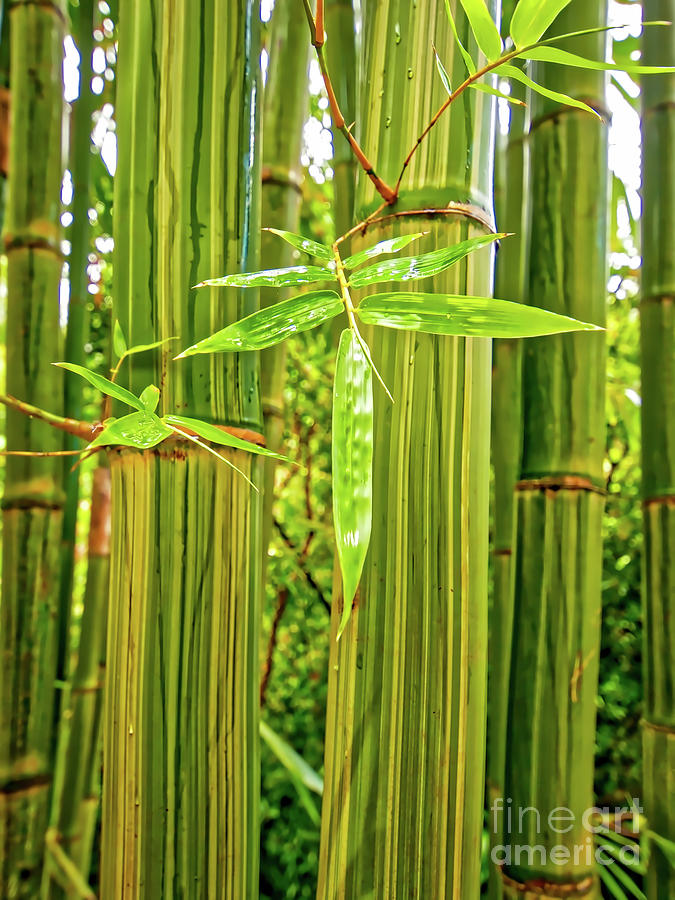  Maui Bamboo  Photograph by Tom Jelen
