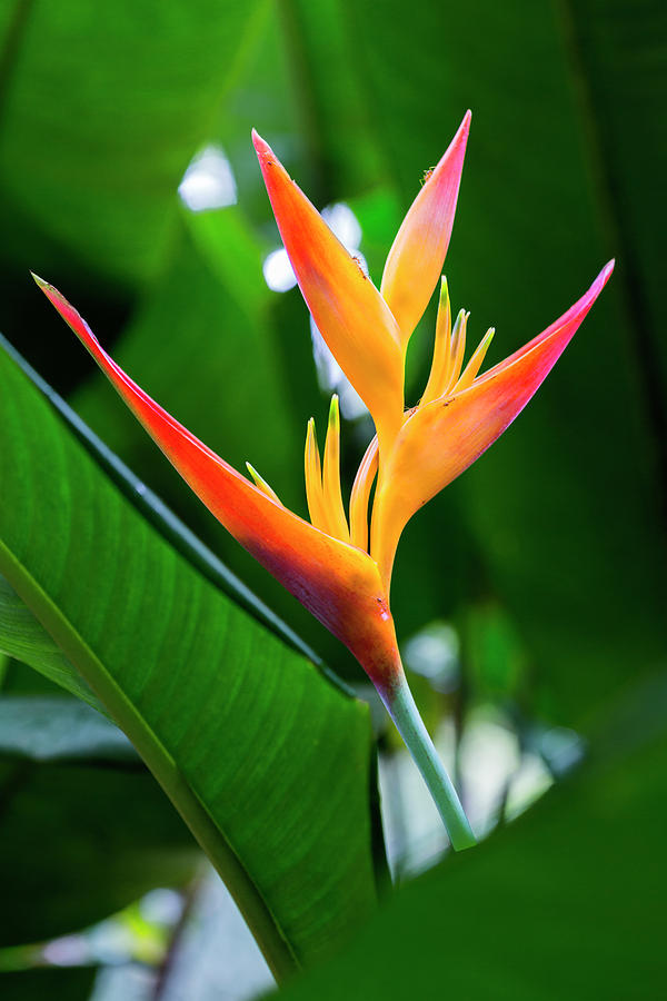 Maui Bird of Paradise Photograph by Kelley King