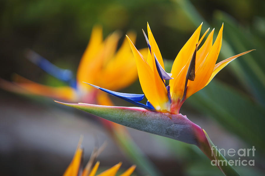 Maui Bird of Paradise Photograph by Ron Dahlquist - Printscapes