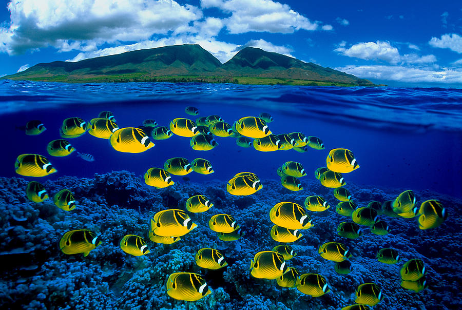 Raccoon Photograph - Maui Butterflyfish by Dave Fleetham - Printscapes