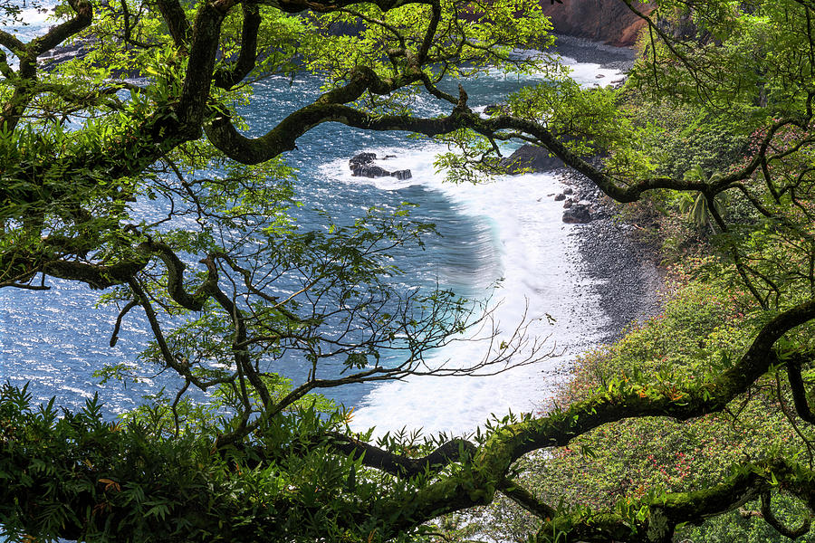 Jungle Photograph - Maui by Chad Dutson