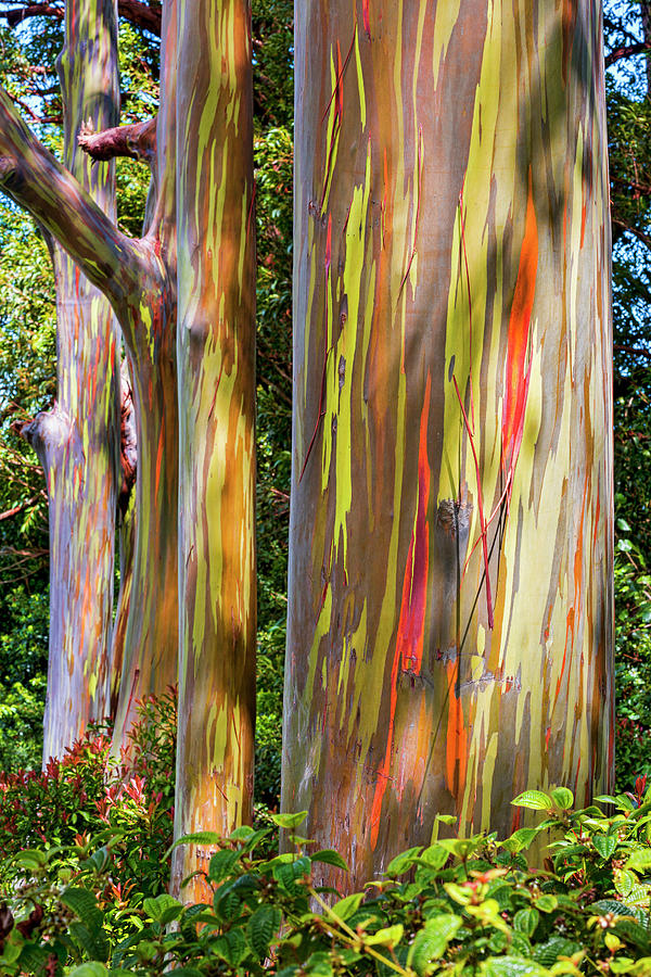 Maui Eucalyptus Photograph by Kelley King