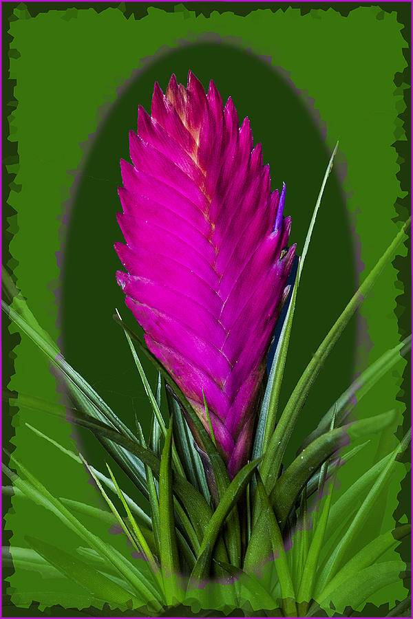 Maui Flower Photograph by Suanne Forster