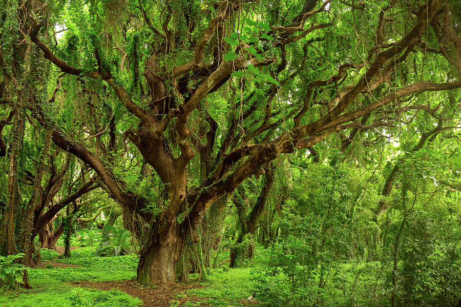 Maui Forest Photograph by Karma Boyer - Pixels