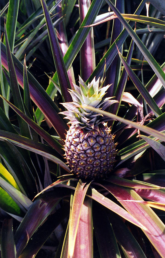 Maui Gold Pineapple Photograph by Pierre Leclerc Photography - Fine Art ...