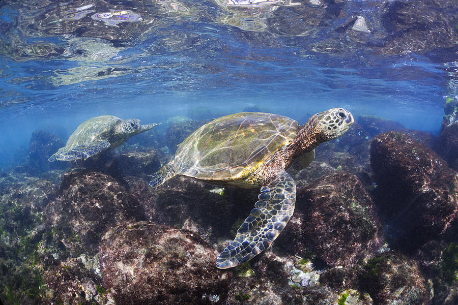 Maui Green Sea Turtles Photograph by Dave Fleetham
