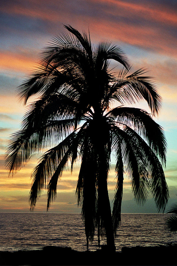 Maui Hawaii Sunset Palm Photograph by Pierre Leclerc Photography