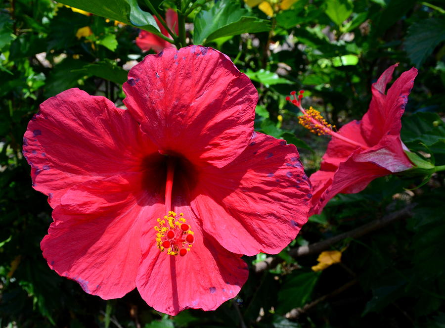 Maui HI Flowers Photograph by Dean Ferreira