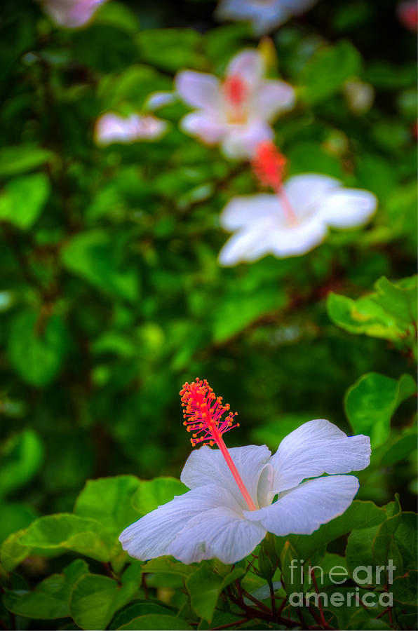 Maui Hibiscus Photograph by Kelly Wade