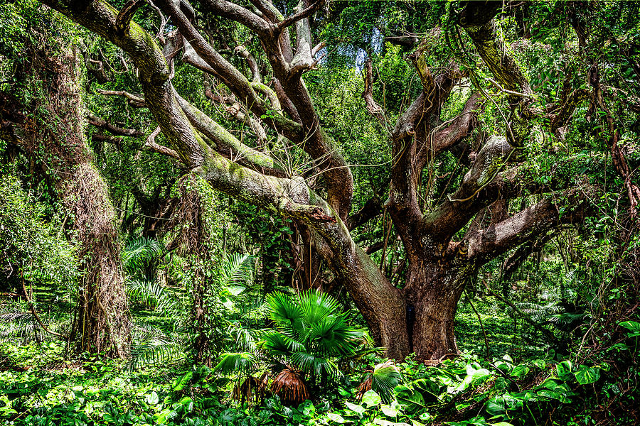 Maui Jungle Photograph by Kelley King
