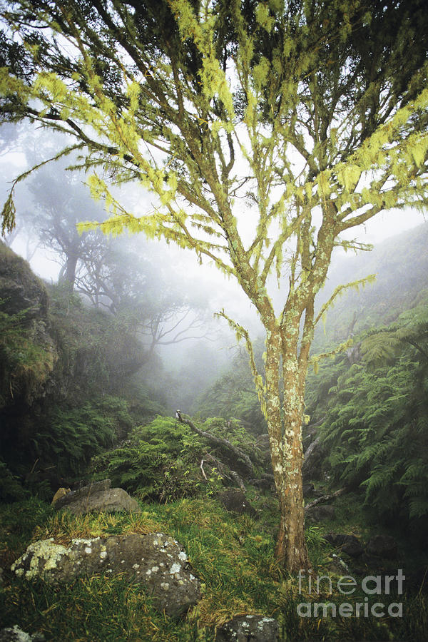 Landscape Photograph - Maui Moss Tree by Erik Aeder - Printscapes