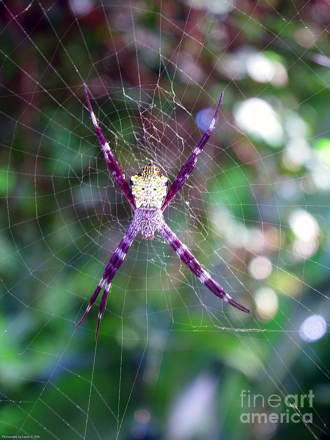 Spider Photograph - Maui Orbweaver/Garden Spider by Gena Weiser