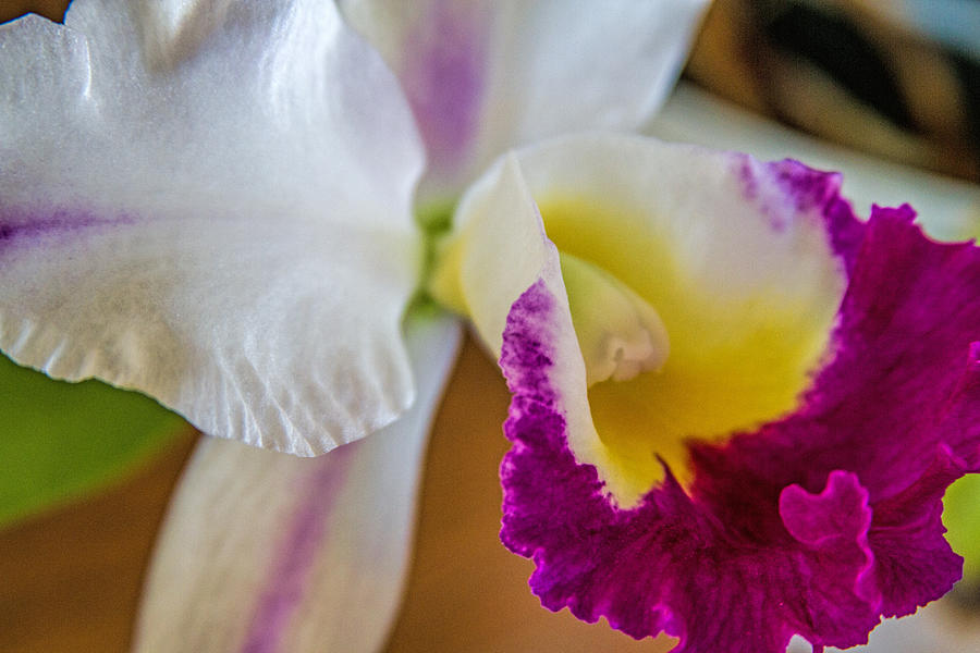 Maui Orchid Photograph by Alana Thrower