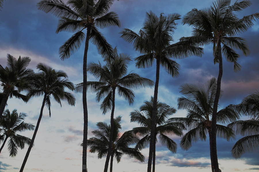Maui Palm Sunrise Photograph by Kelly Wade