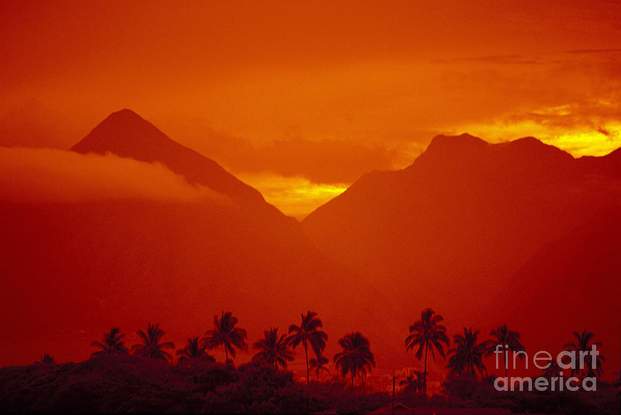 Maui, Palm Tree Photograph by Ron Dahlquist - Printscapes