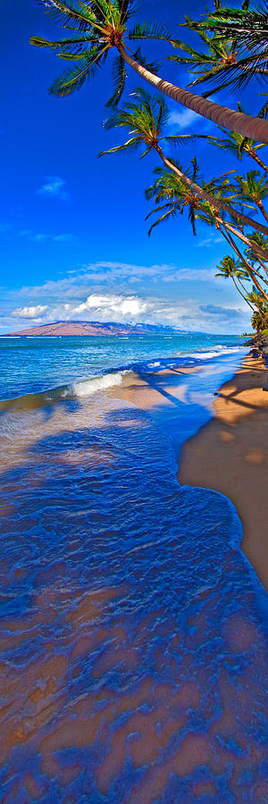Maui palms Photograph by James Roemmling