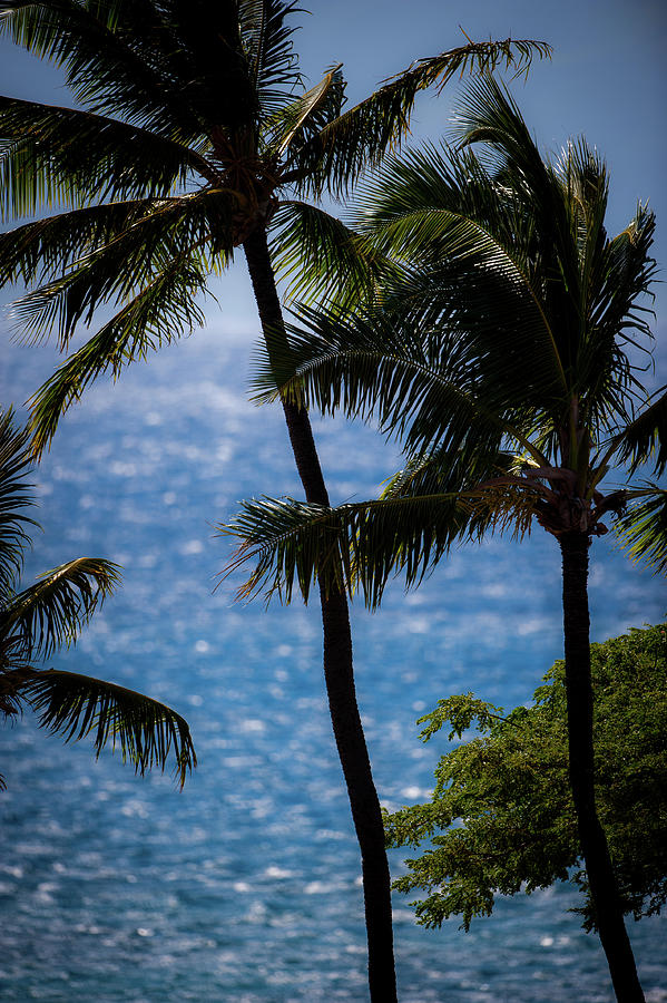 Maui Palms Photograph by Jeff Phillippi