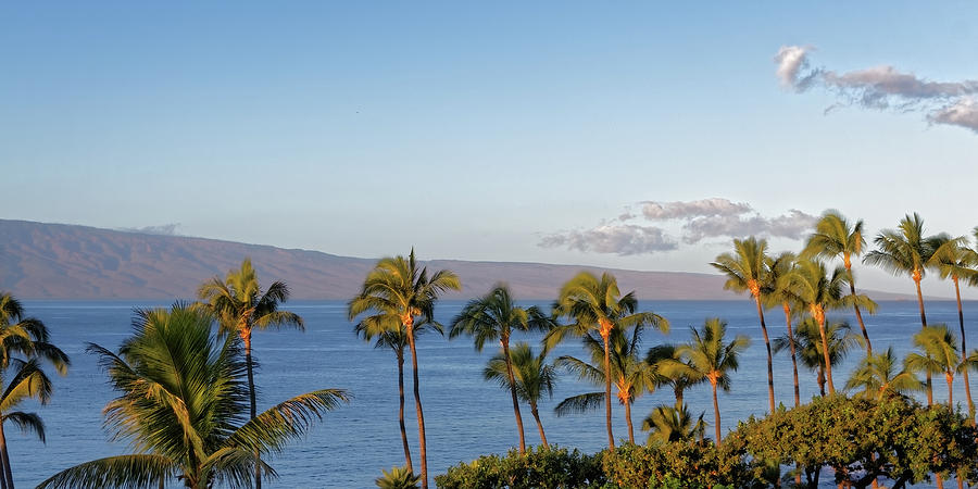 Maui Palms Photograph by Lars Lentz