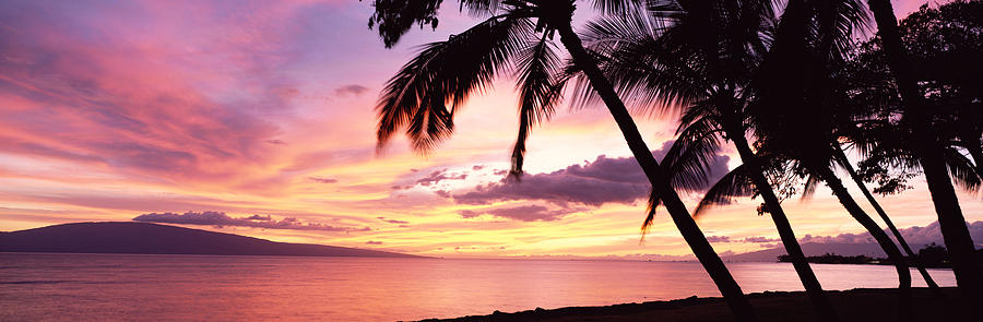 Sunset Photograph - Maui Palms Sunset by Bill Schildge - Printscapes