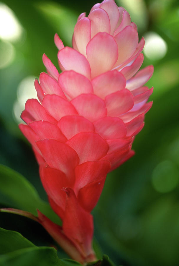 Flower Photograph - Maui Pink Ginger by Kathy Yates