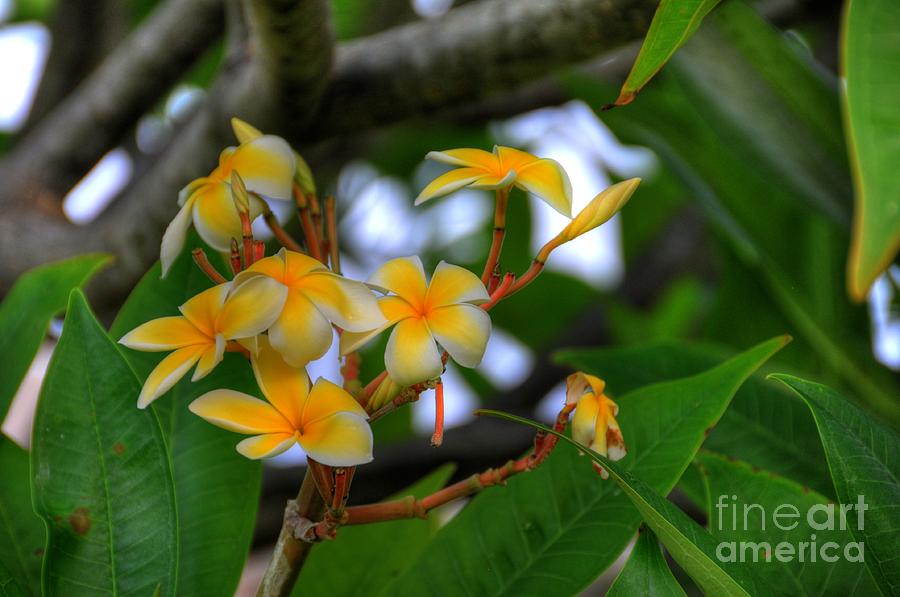 Flower Photograph - Maui Plumerias by Kelly Wade