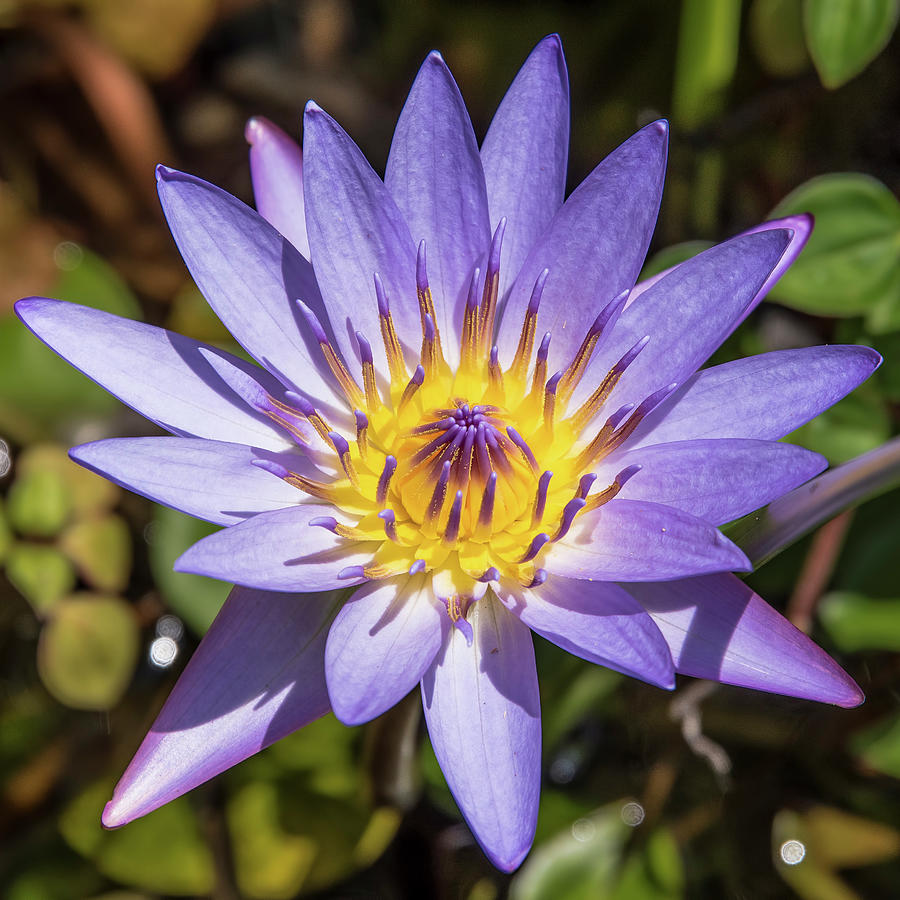 Maui Purple Water Lily Photograph By Morris Finkelstein Pixels