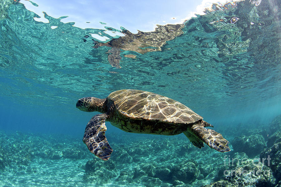 Maui Sea Turtle Photograph by David Olsen