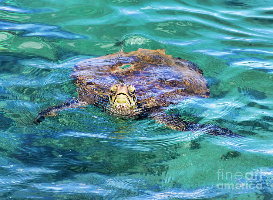 Maui Sea Turtle Photograph by Eddie Yerkish