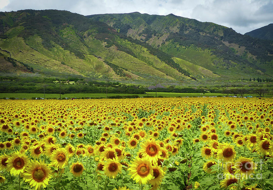 Maui Sunflower field Photograph by Paul Schofield Fine Art America