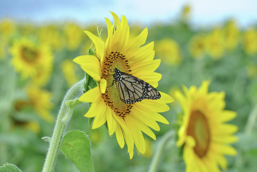 Maui Sunflower Monarch Photograph