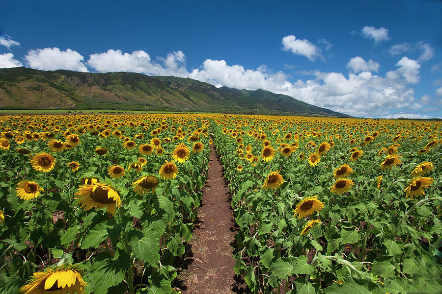 Maui Sunflowers Photograph by James Roemmling
