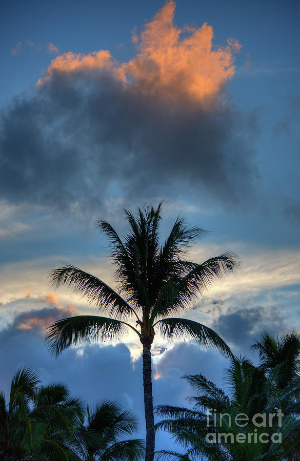 Maui Sunrise Palms Photograph by Kelly Wade