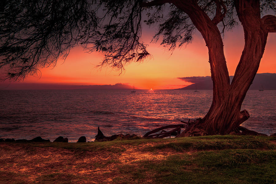 Maui Sunset 4 Photograph by Susan Rissi Tregoning