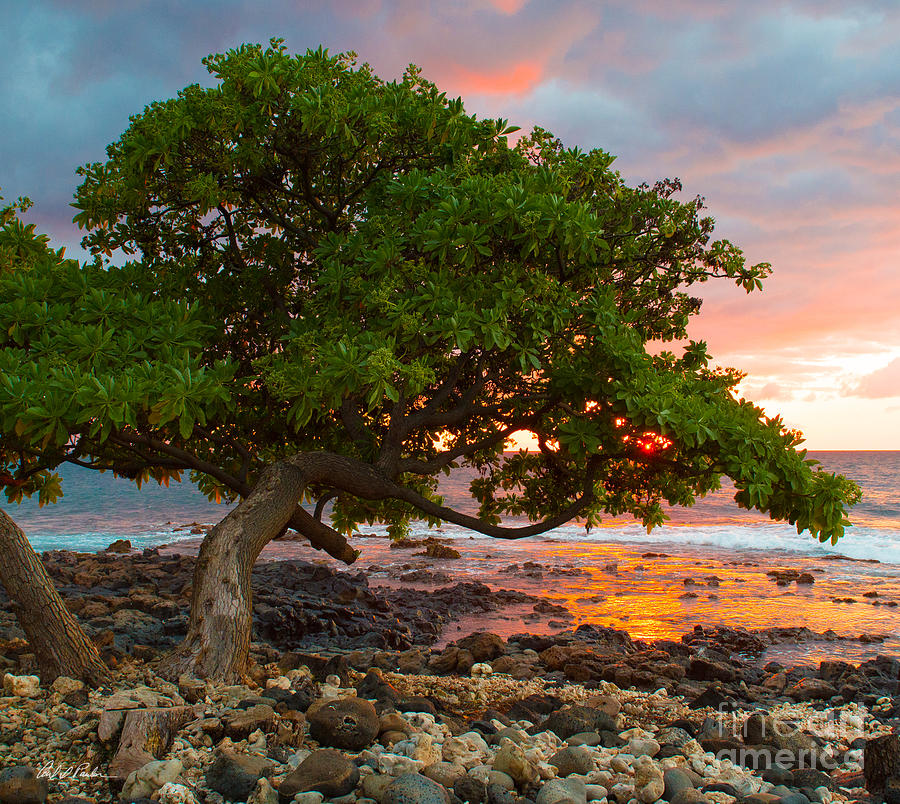 Paradise Photograph by Carl Paulson - Fine Art America