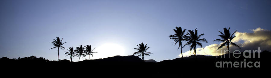 Black Photograph - Maui Sunset Palm Tree Silhouettes by Denis Dore Black Photograph - Maui Sunset Palm Tree Silhouettes by Denis Dore