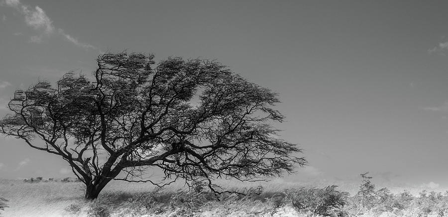 Maui Tree by Nick Knezic Maui Tree by Nick Knezic