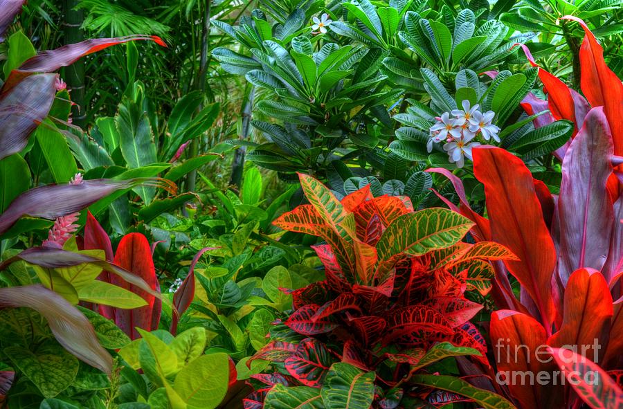 Flower Photograph - Maui Tropics by Kelly Wade