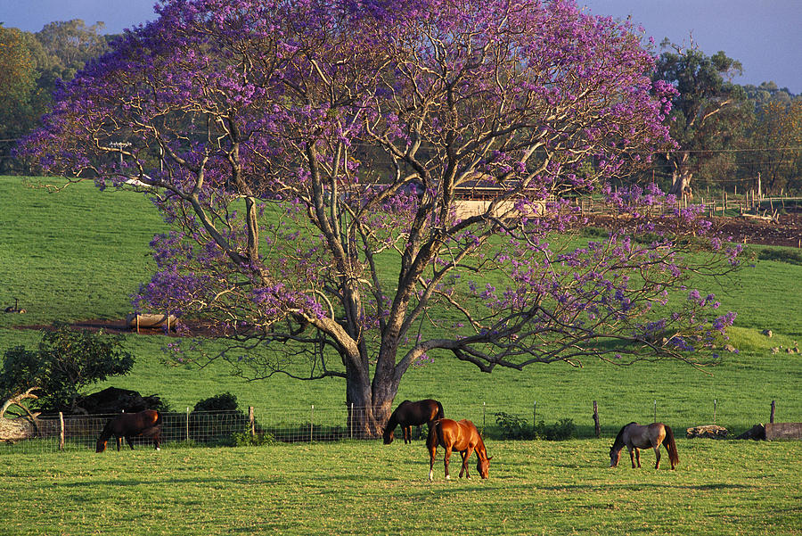 Maui, Upcountry Photograph by Ron Dahlquist - Printscapes