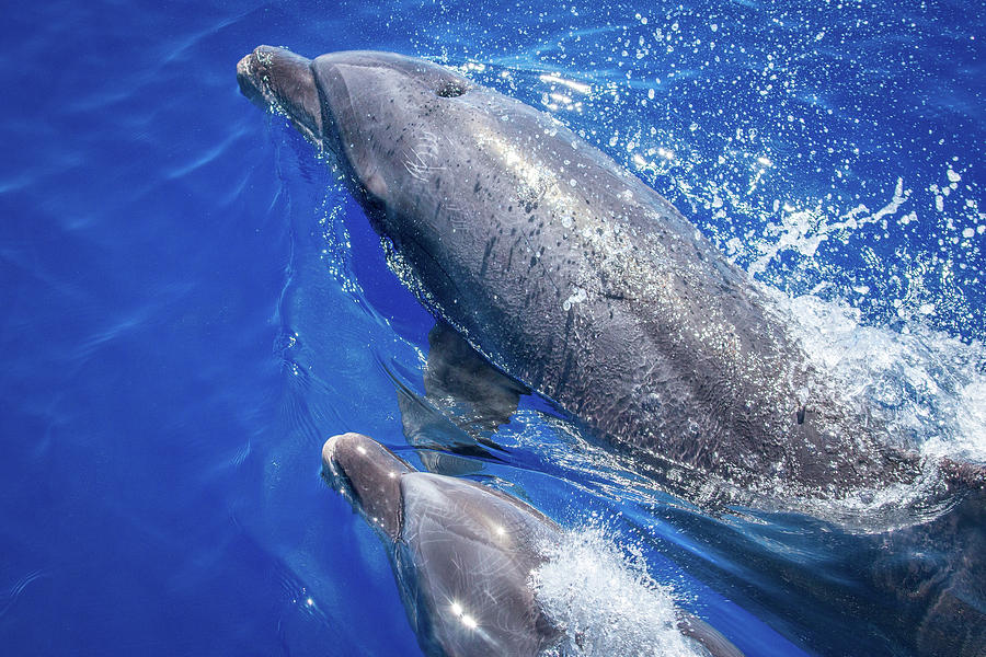 Maui's Double Dolphins Photograph By Cory Huchkowski